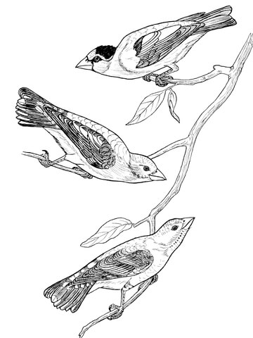 Grosbeak Birds Coloring Page